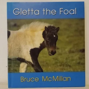 Gletta the Foal