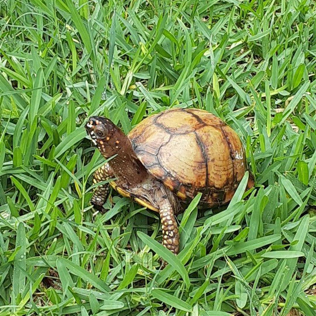 Mr. Turtle's Book Emporium