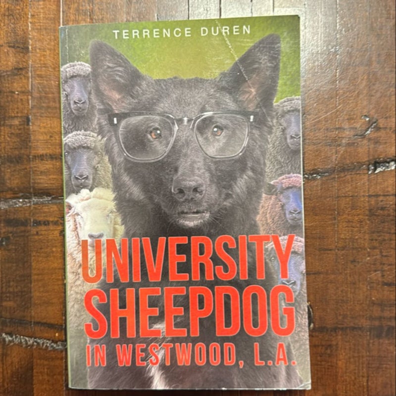 University Sheepdog in Westwood, L. A.