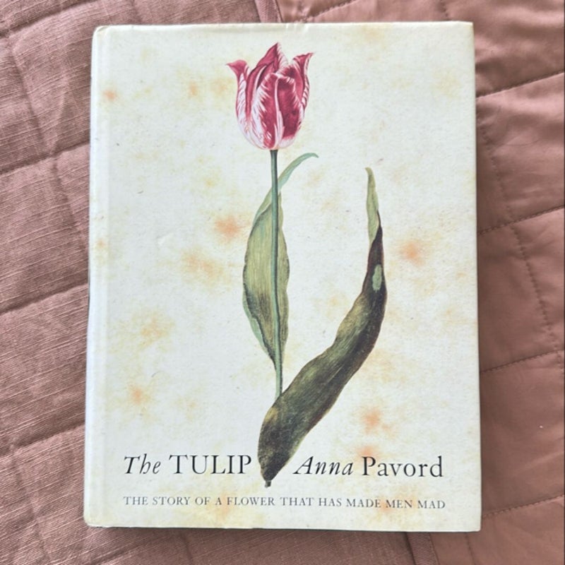 The Tulip