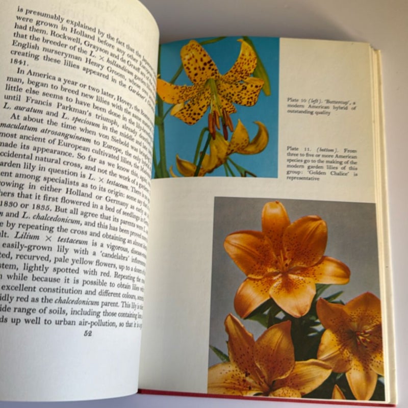 Lilies
