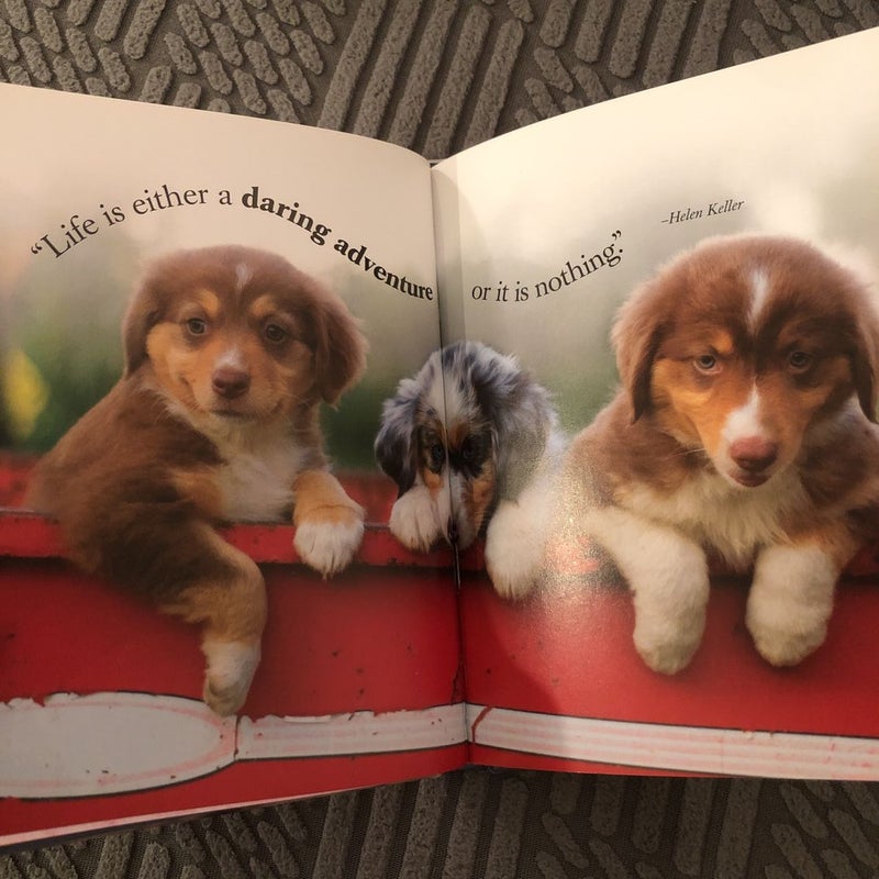 Wisdom of Puppies