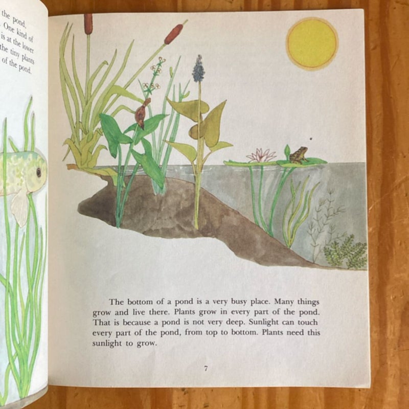 Wonders of the Pond