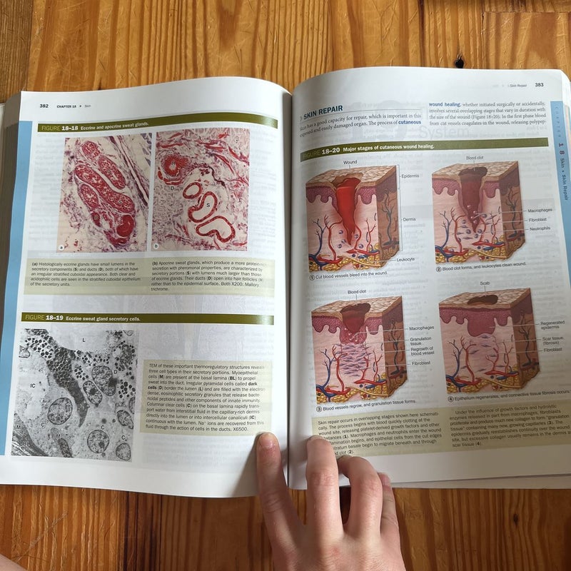 Junqueira's Basic Histology