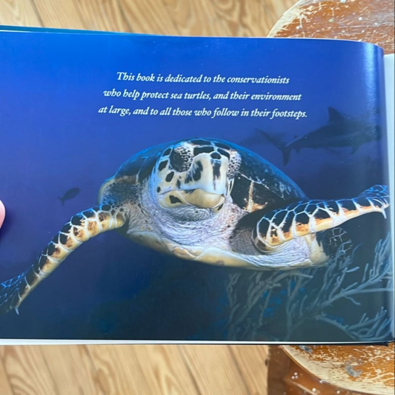 Sea Turtles up Close