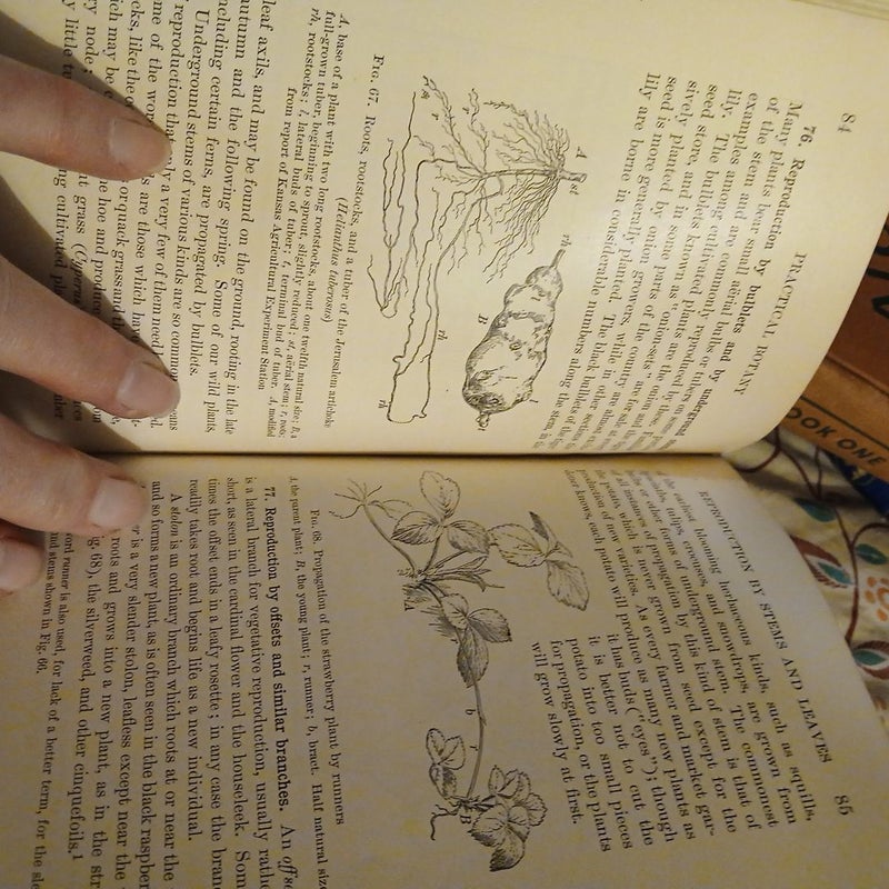 Practical Botany