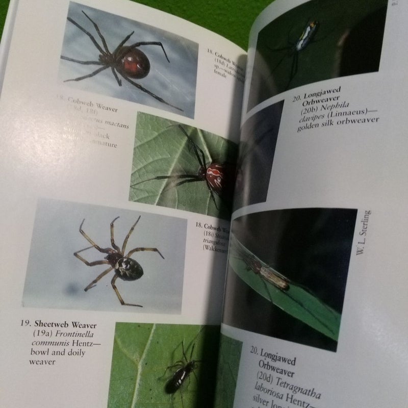 A Field Guide to Spiders & Scorpions of Texas