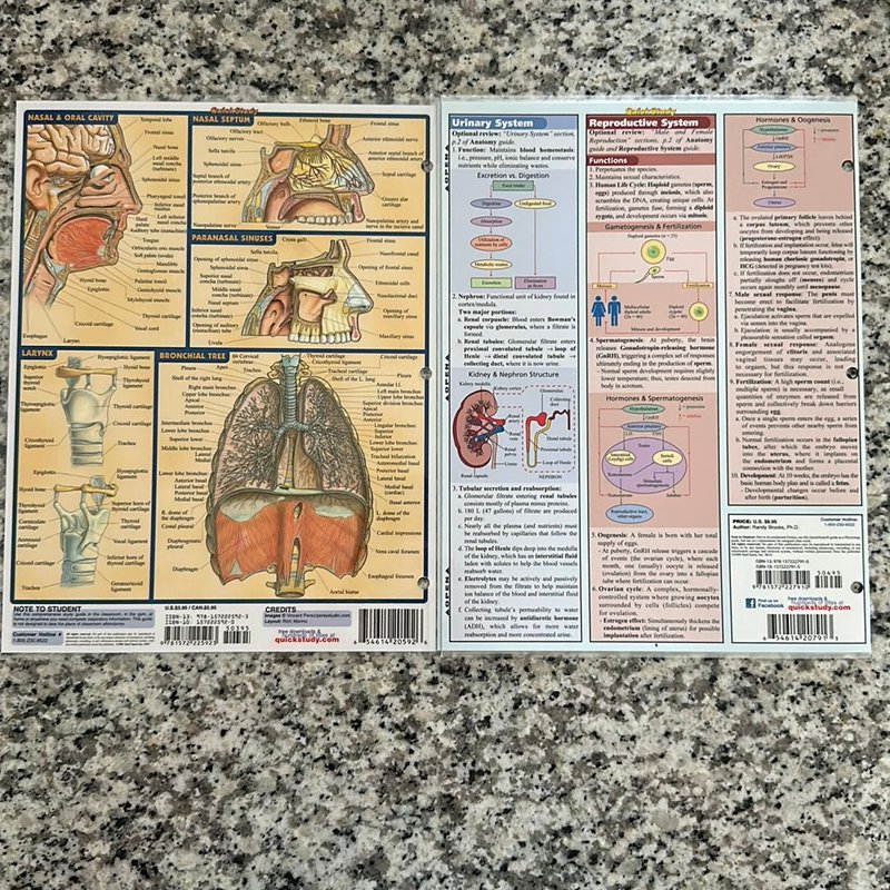Quick Study Anatomy & Physiology by QuickStudy, Paperback | Pangobooks