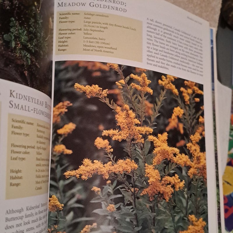 The Encyclopedia of North American Wild Flowers