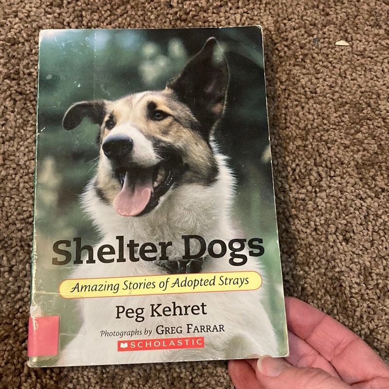 Shelter dogs