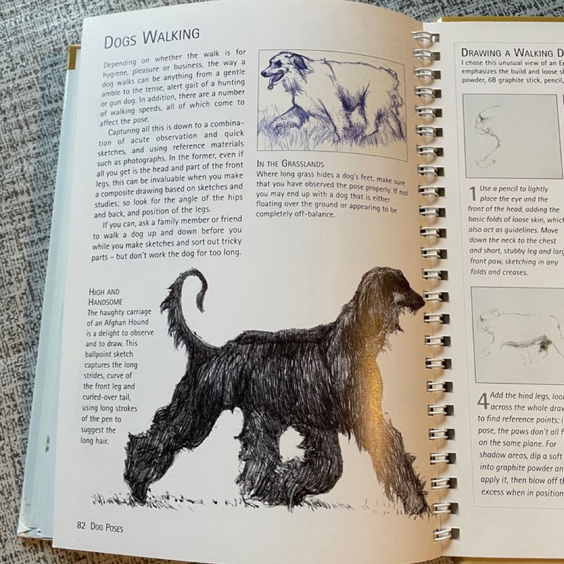 Dogs, How to Draw Them