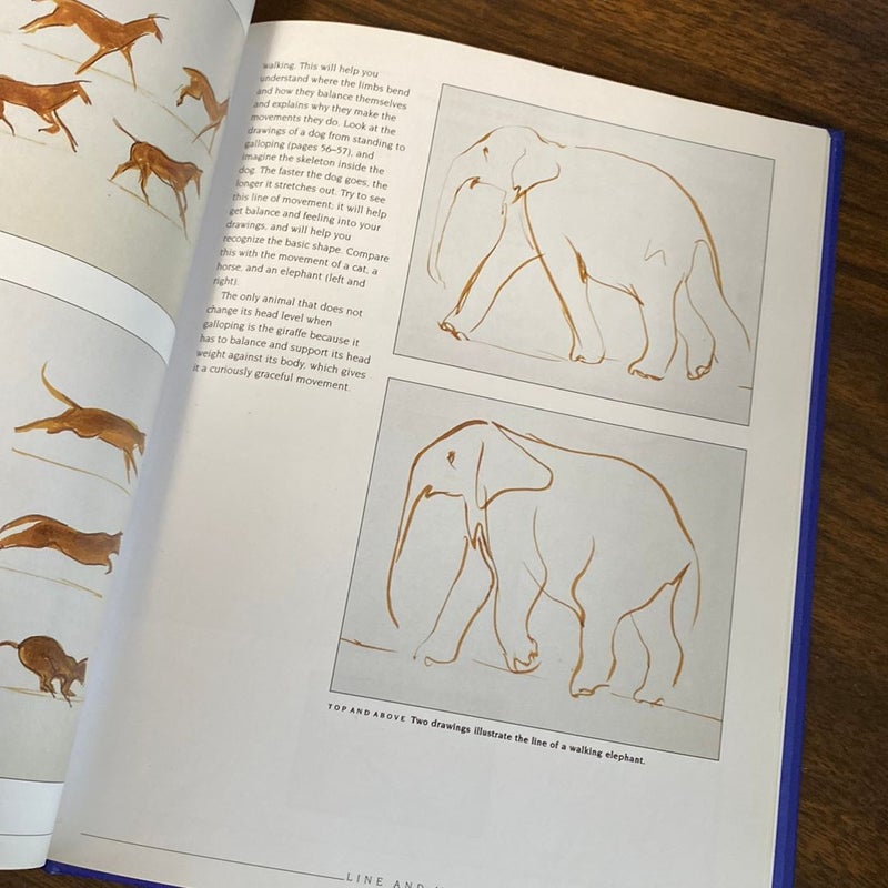 An Introduction to Drawing Animals