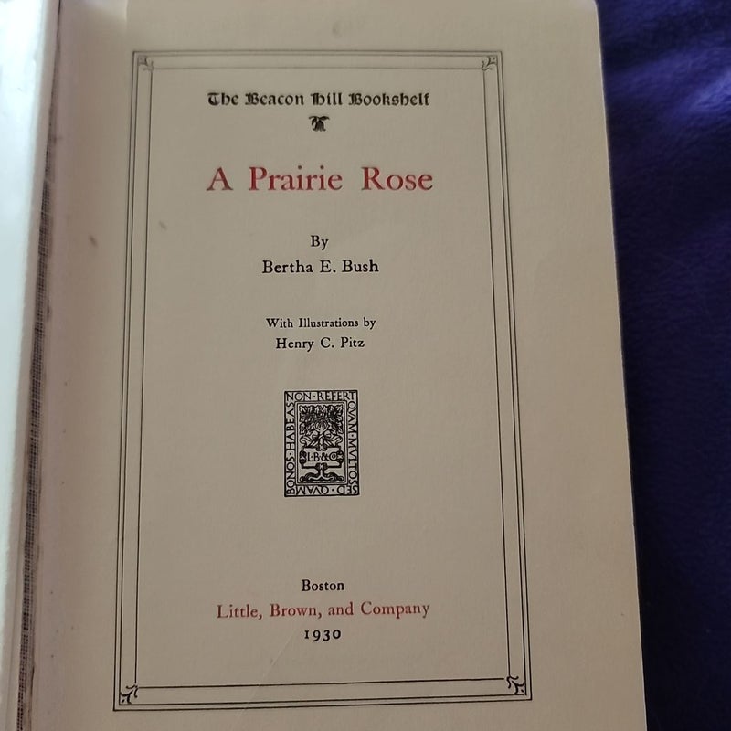 A Prairie Rose