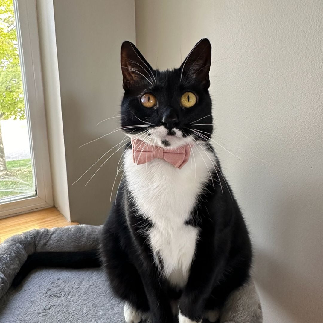Isabel