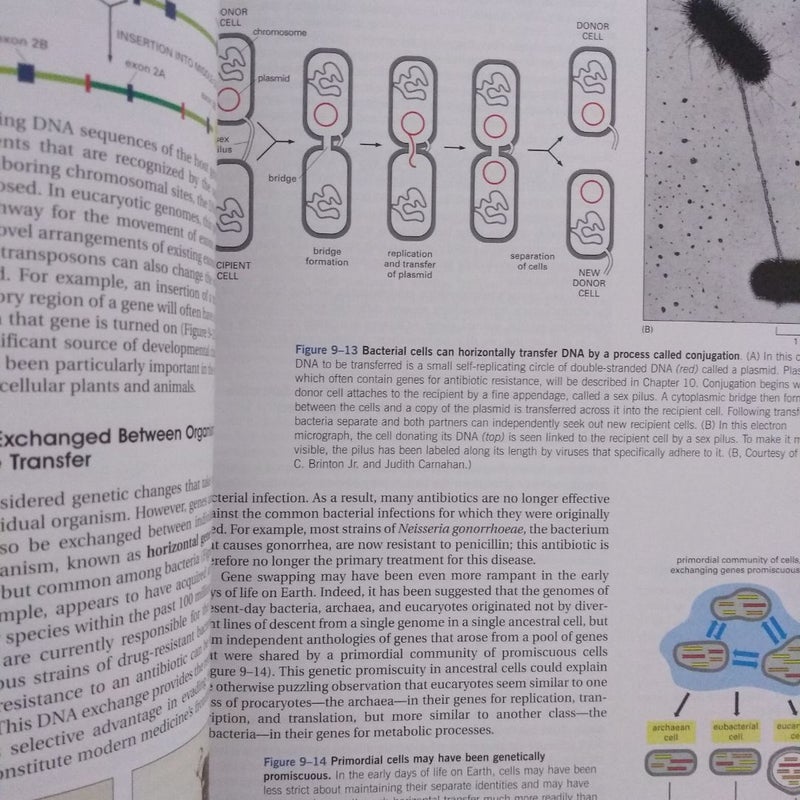 Essential Cell Biology