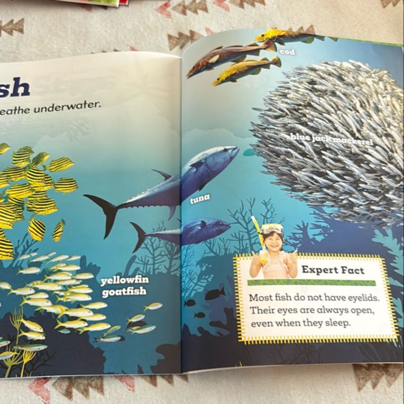 Ocean Animals (Be an Expert!) (paperback)