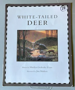 White - Tailed Deer