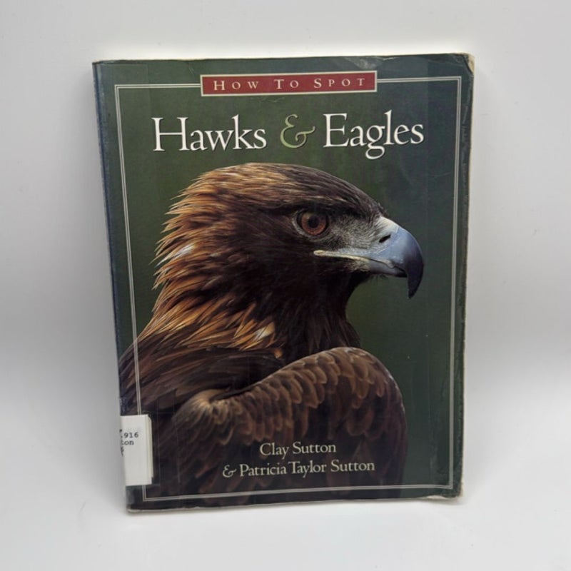 How to Spot Hawks and Eagles