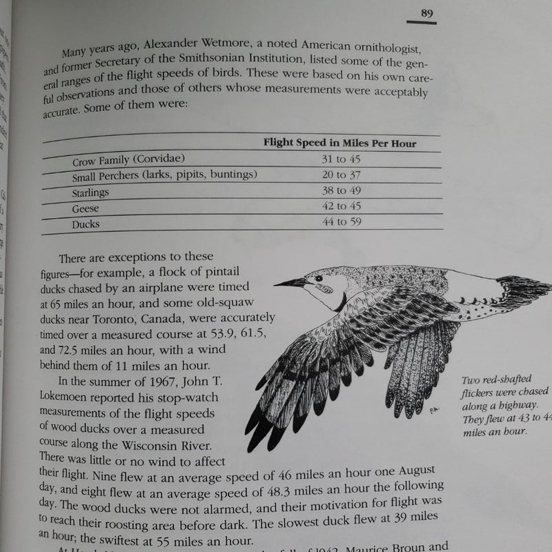 How Birds Fly