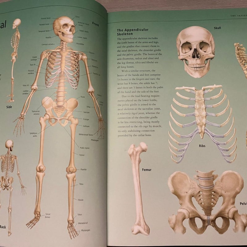 The Human Body Atlas