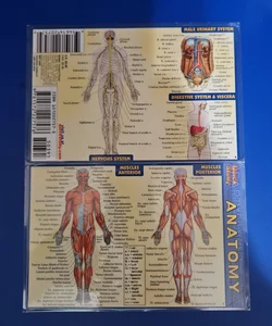 Anatomy - Pocket-Sized Reference Guide (4 X 6)