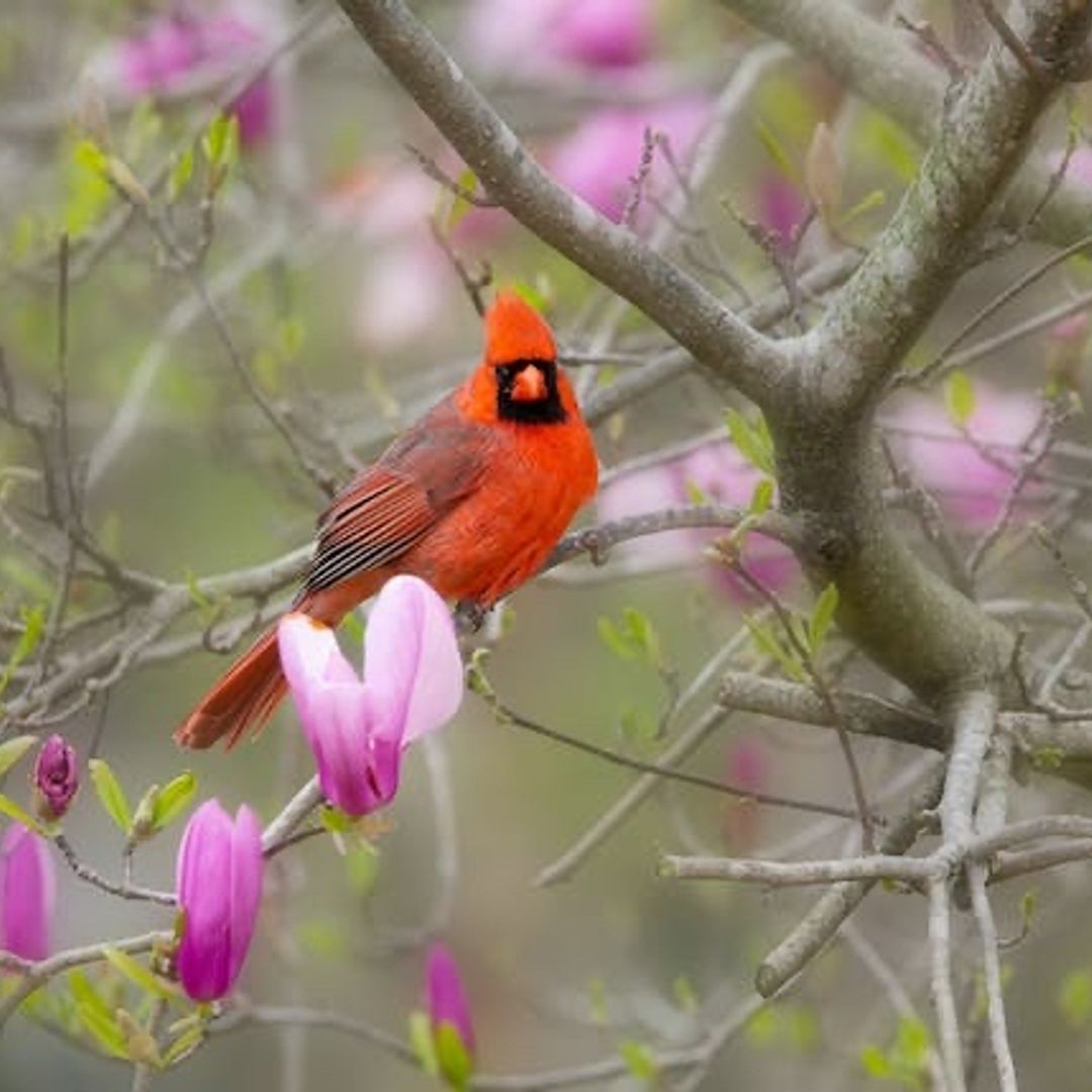 The Crimson Cardinal