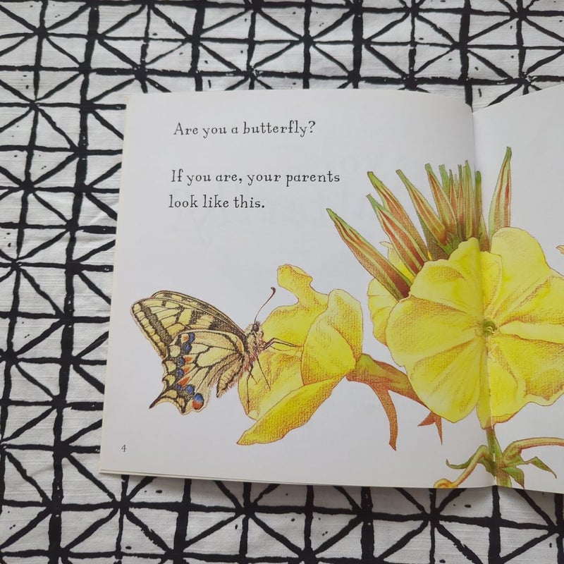 Are You a Butterfly?