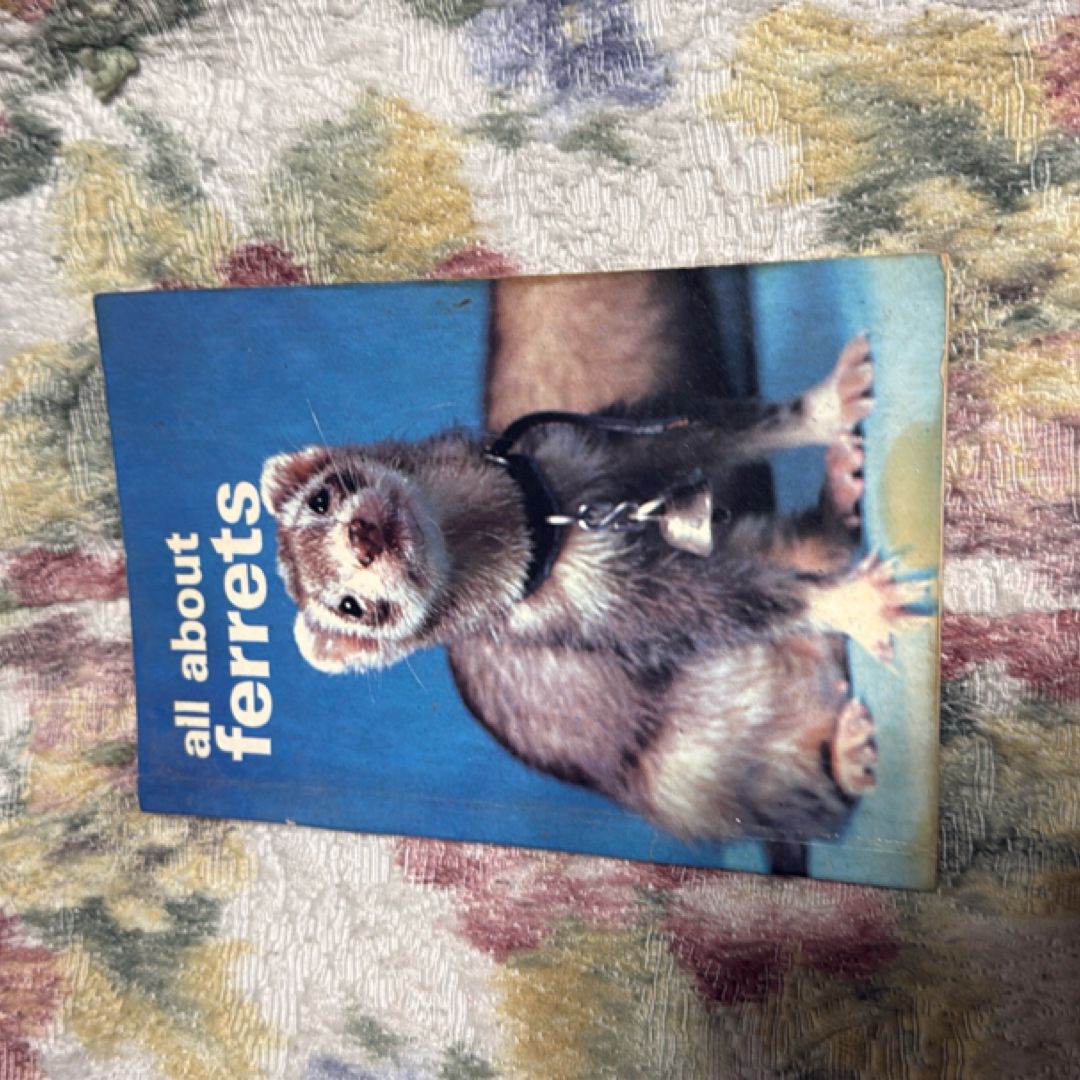 All about Ferrets