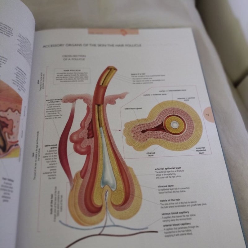 Atlas of the Human Body