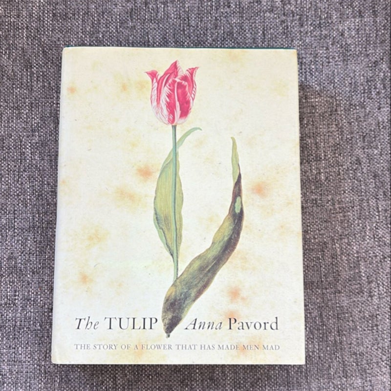 The Tulip