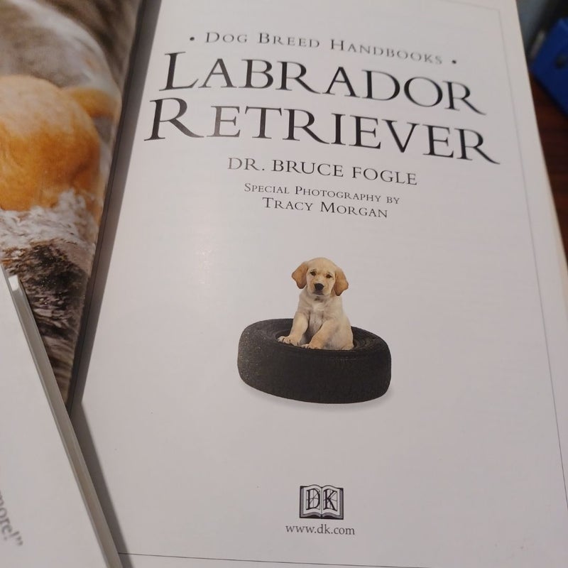 Labrador Retriever