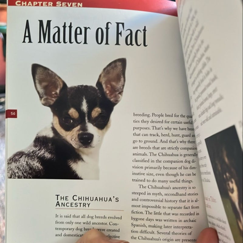 The Essential Chihuahua