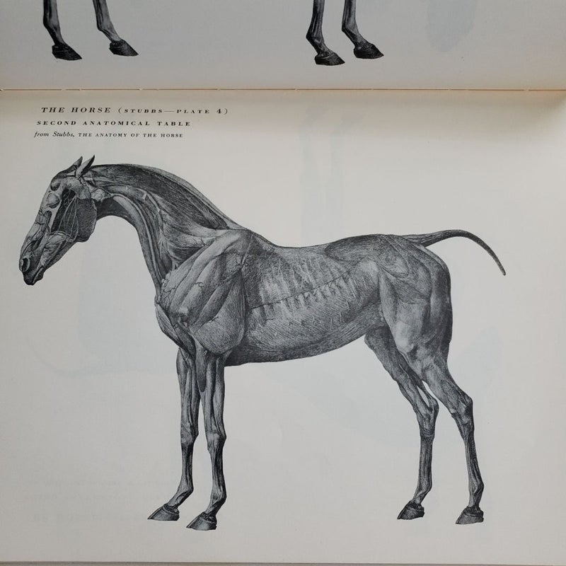 An Atlas of Animal Anatomy for Artists