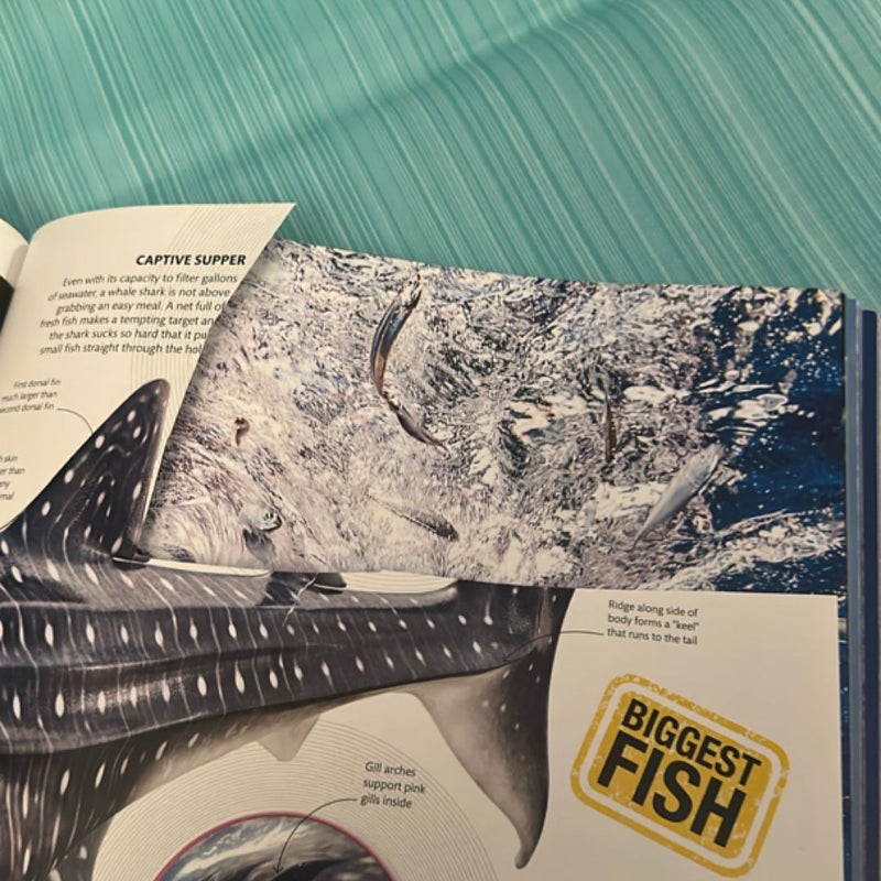 Super Shark Encyclopedia