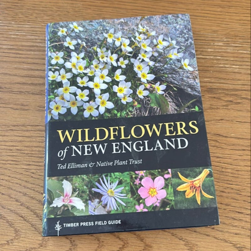 Wildflowers of New England