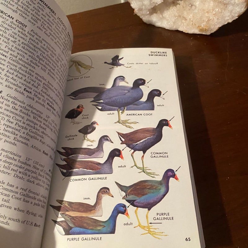 Field Guide to Eastern Birds
