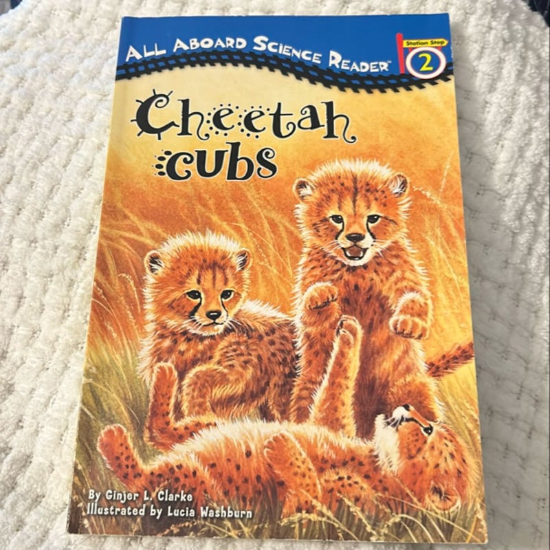 Cheetah Cubs