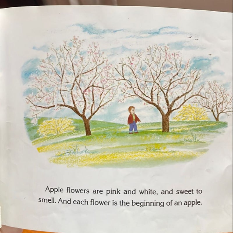 How Do Apples Grow?