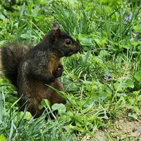 The Squirrel Cache