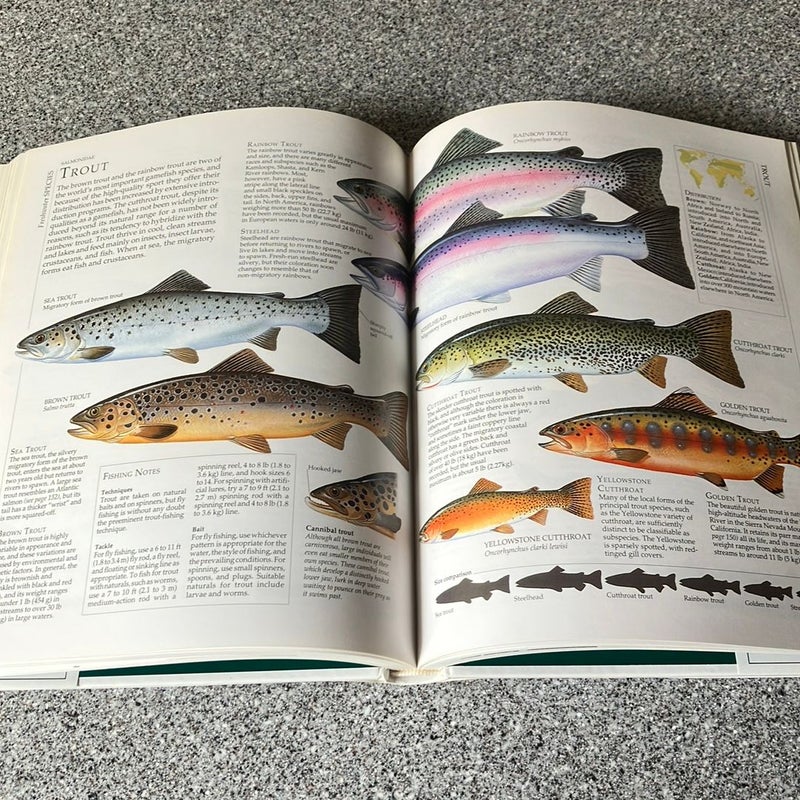 Encyclopedia of Fishing by Deni Bown