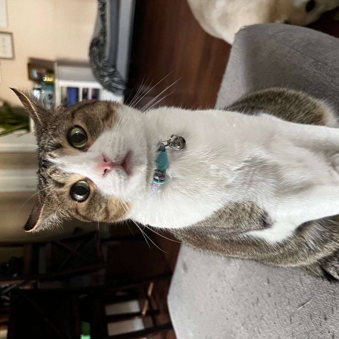 Whimsical Wishes Bookstore