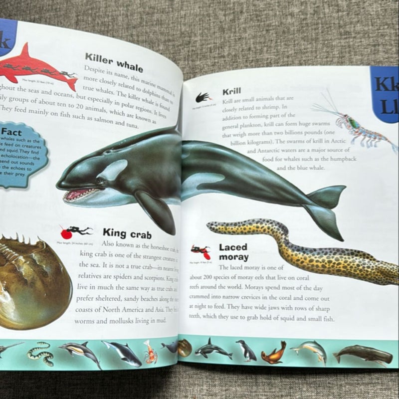 Ocean Life Dictionary