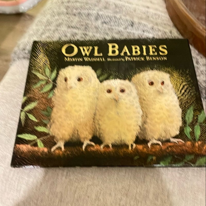 Owl Babies