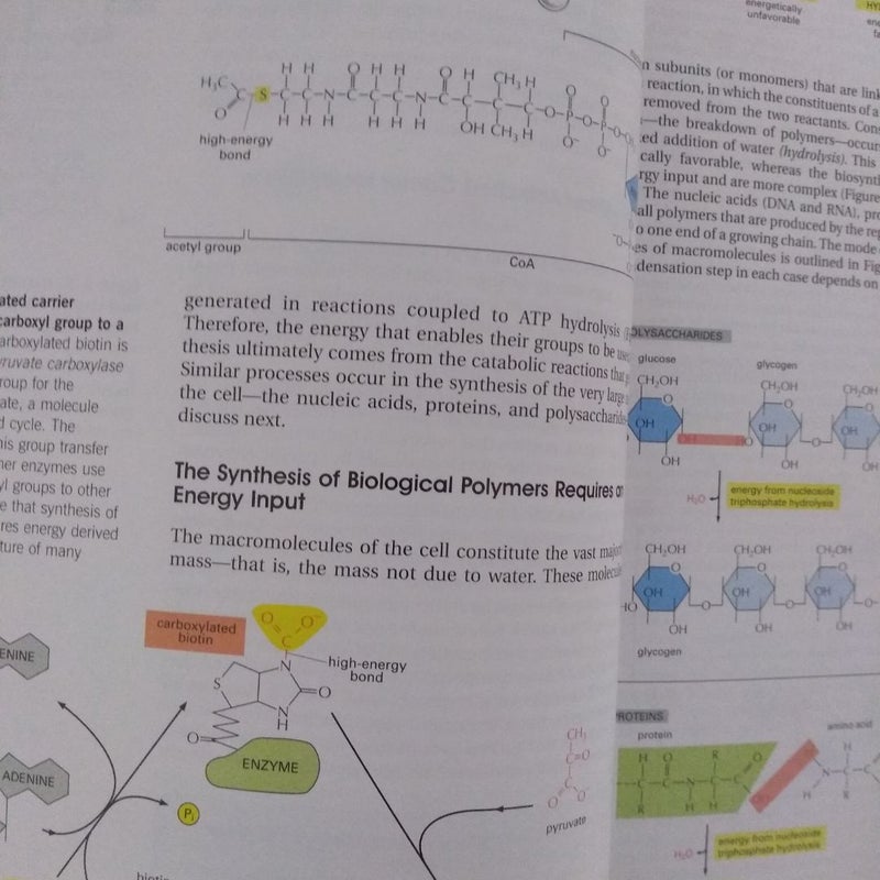 Essential Cell Biology