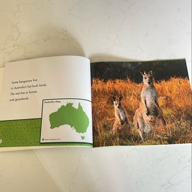 Kangaroos