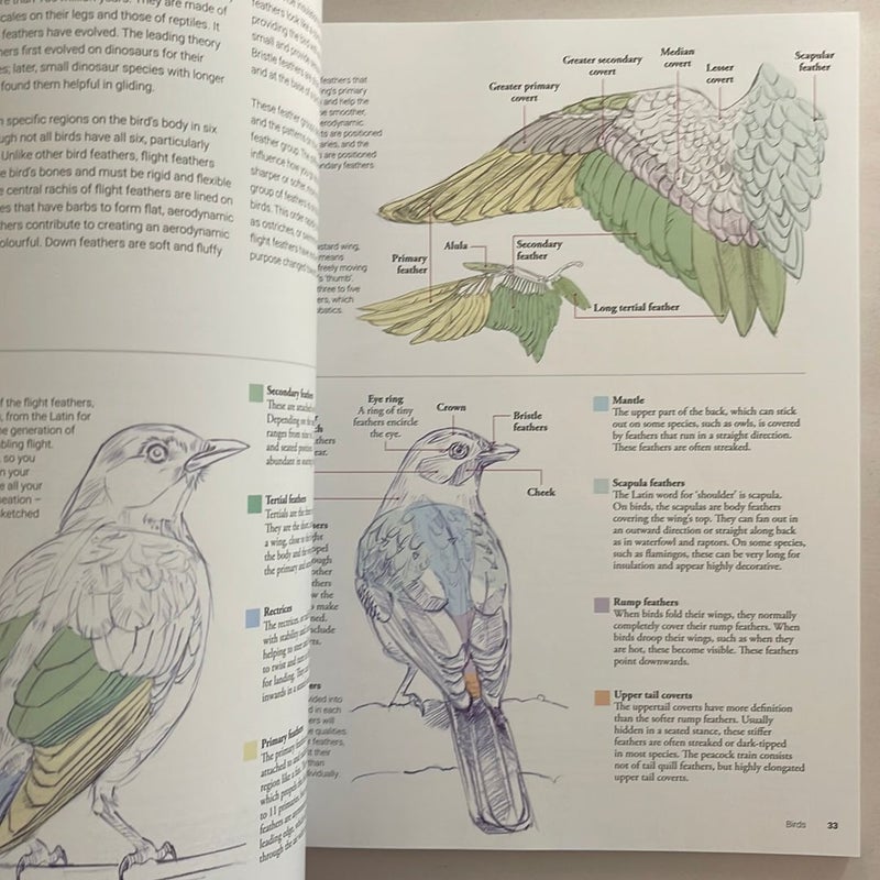 Drawing the Natural World