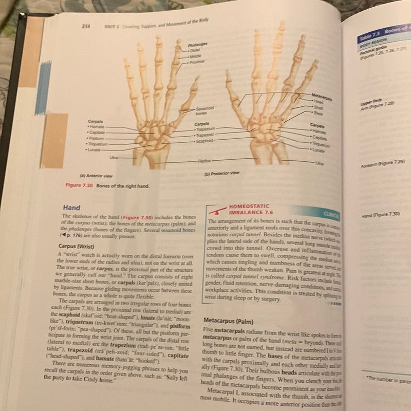 Human Anatomy and Physiology