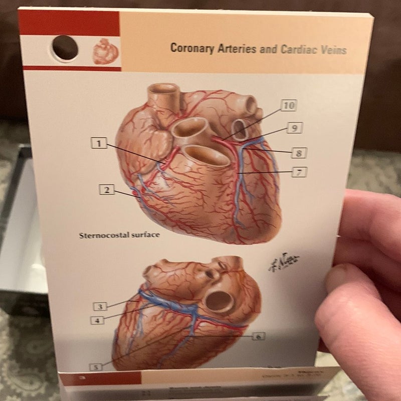 Netter's Anatomy Flash Cards