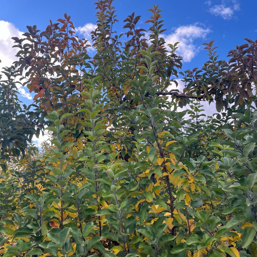 Aphrodite Stamboulos