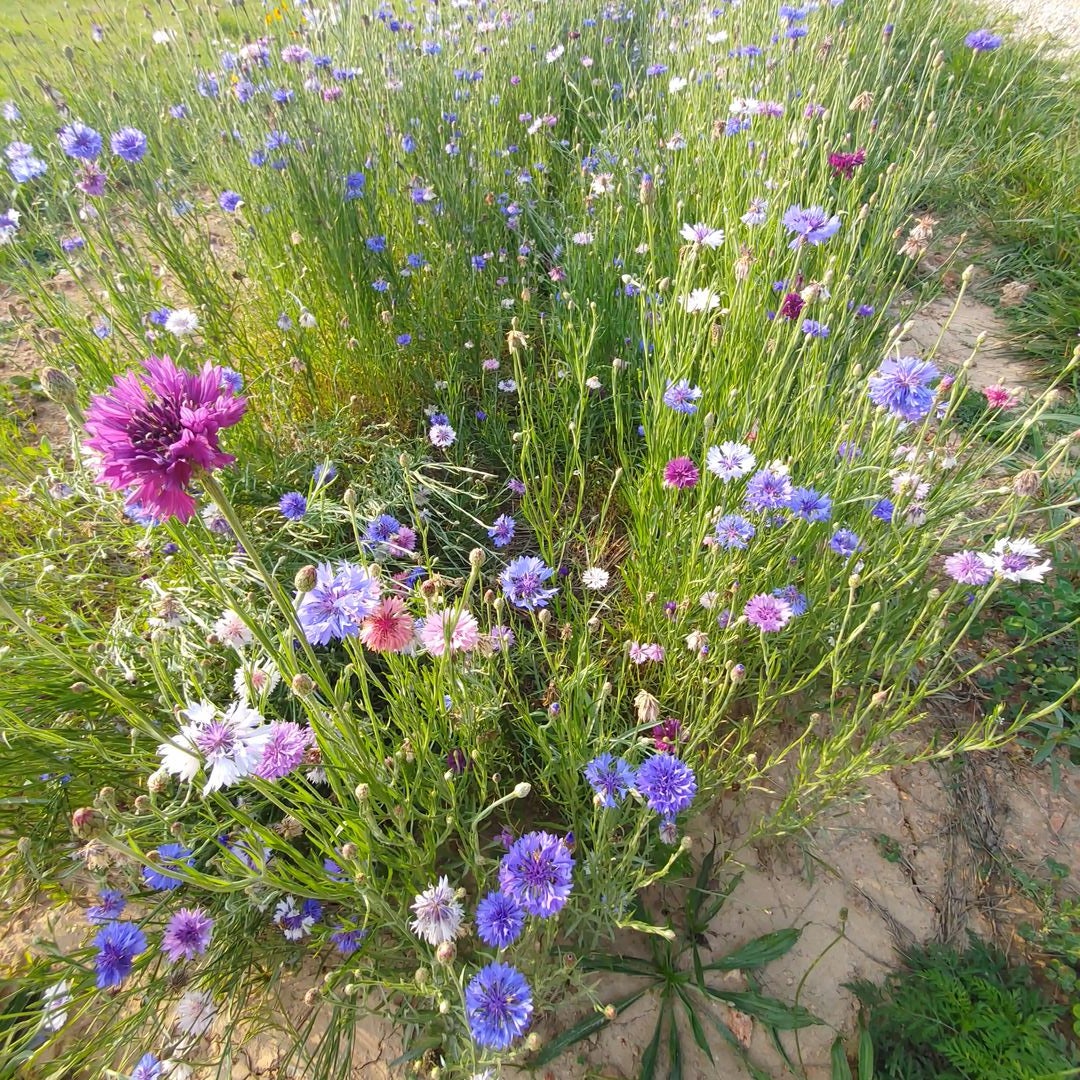 Rosemary